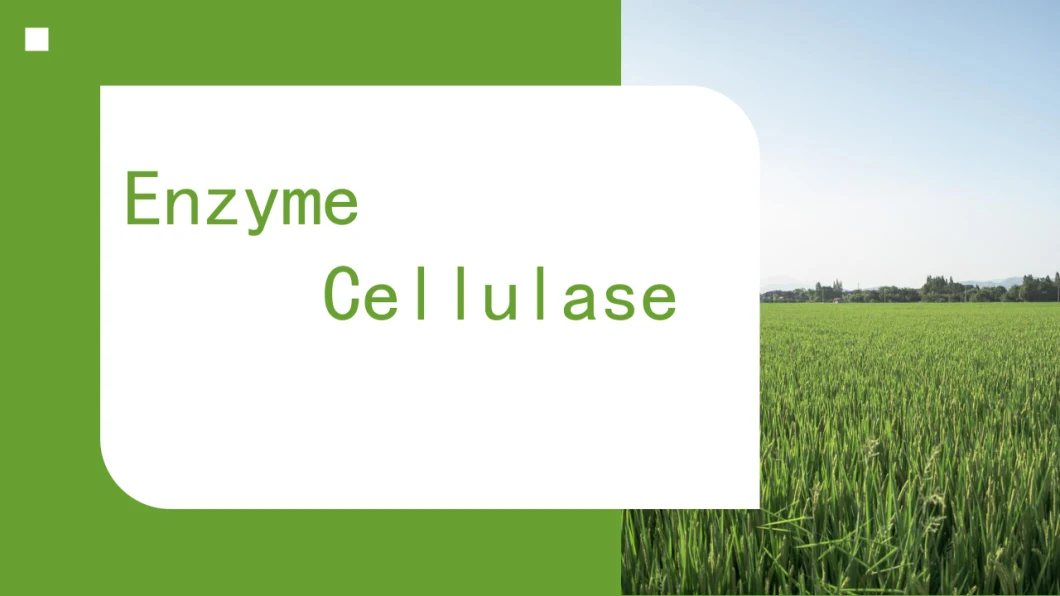 Cellulase Enzyme Feed Additives for Animal Nutrition