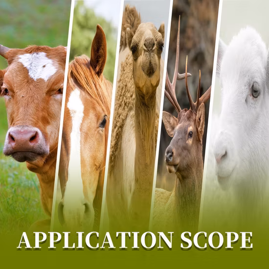 Aditivo para piensos compuestos para ovejas para promover el crecimiento animal, aumentar el peso corporal y mejorar la resistencia 15 kg/cubo